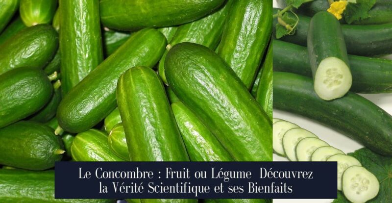 Le Concombre : Fruit ou Légume Découvrez la Vérité Scientifique et ses Bienfaits