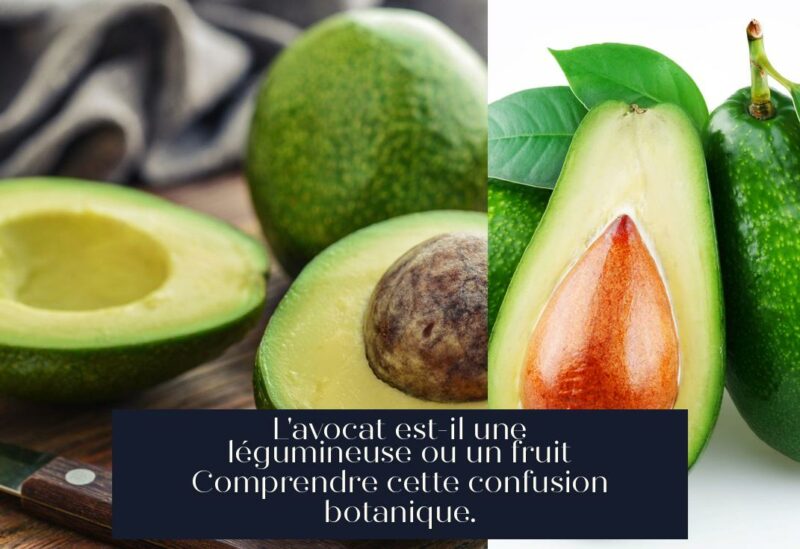 L'avocat est-il une légumineuse ou un fruit Comprendre cette confusion botanique.
