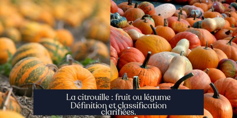 La citrouille : fruit ou légume Définition et classification clarifiées.