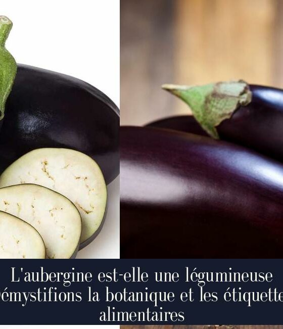 L'aubergine est-elle une légumineuse Démystifions la botanique et les étiquettes alimentaires