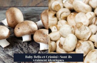Baby Bella et Crimini : Sont-ils vraiment identiques