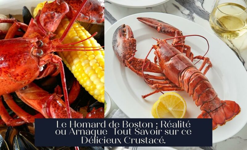 Le Homard de Boston : Réalité ou Arnaque Tout Savoir sur ce Délicieux Crustacé.