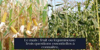Le maïs : fruit ou légumineuse Trois questions essentielles à connaître.