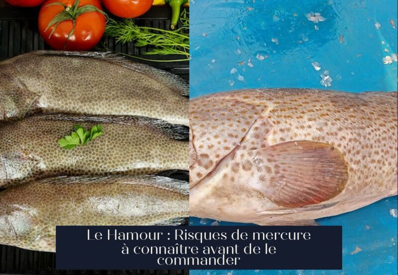 Le Hamour : Risques de mercure à connaître avant de le commander