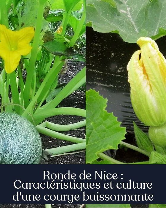 Ronde de Nice : Caractéristiques et culture d'une courge buissonnante