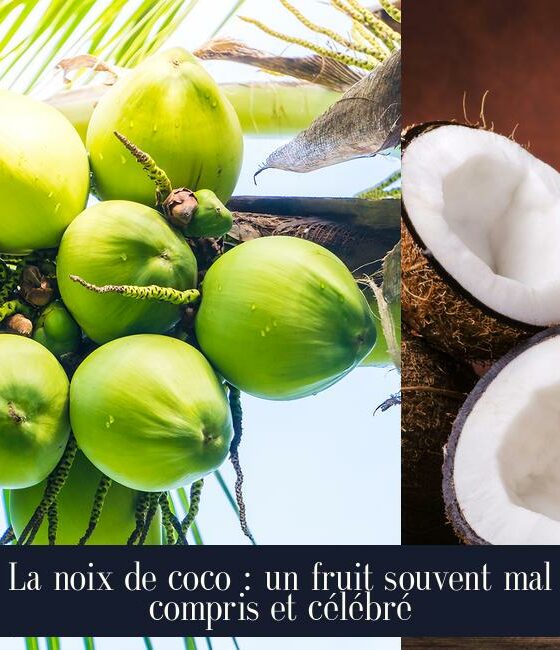 La noix de coco : un fruit souvent mal compris et célébré
