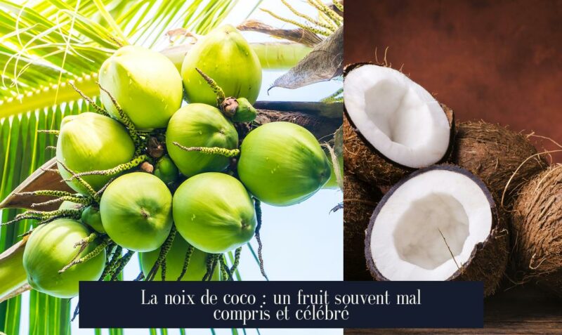 La noix de coco : un fruit souvent mal compris et célébré