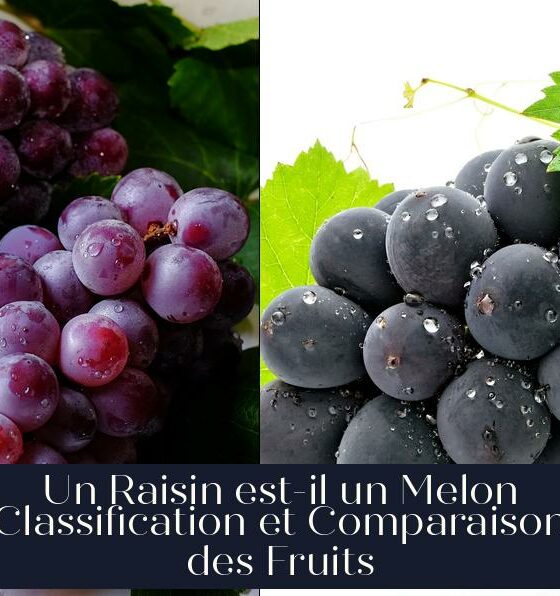 Un Raisin est-il un Melon Classification et Comparaison des Fruits