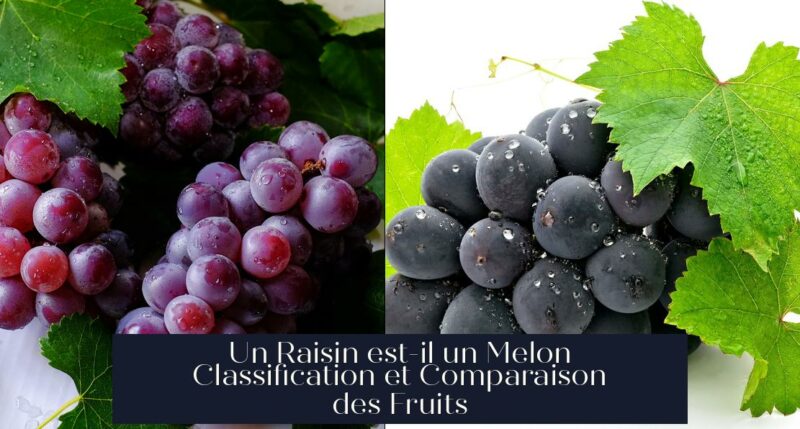 Un Raisin est-il un Melon Classification et Comparaison des Fruits
