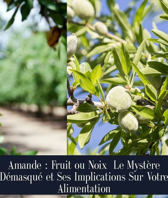 Amande : Fruit ou Noix Le Mystère Démasqué et Ses Implications Sur Votre Alimentation
