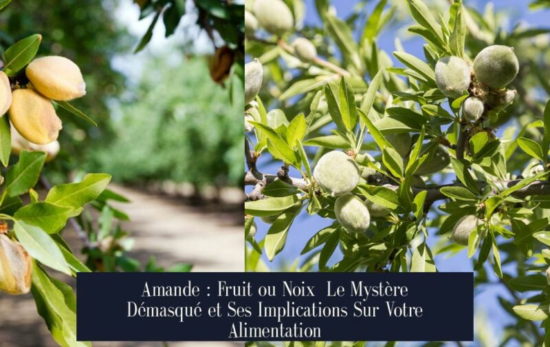 Amande : Fruit ou Noix Le Mystère Démasqué et Ses Implications Sur Votre Alimentation