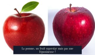 La pomme, un fruit superstar mais pas une légumineuse !