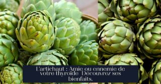 L'artichaut : Amie ou ennemie de votre thyroïde Découvrez ses bienfaits.
