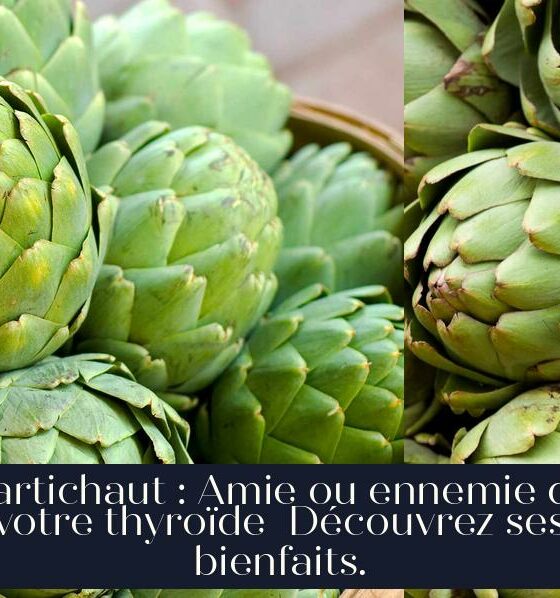 L'artichaut : Amie ou ennemie de votre thyroïde Découvrez ses bienfaits.