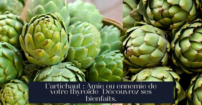 L'artichaut : Amie ou ennemie de votre thyroïde Découvrez ses bienfaits.