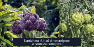 L'artichaut : Un allié naturel pour la santé de votre peau
