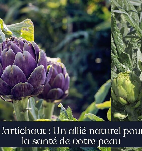 L'artichaut : Un allié naturel pour la santé de votre peau
