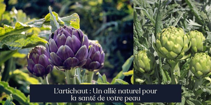 L'artichaut : Un allié naturel pour la santé de votre peau