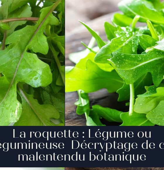 La roquette : Légume ou légumineuse Décryptage de ce malentendu botanique