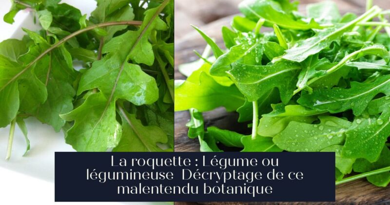 La roquette : Légume ou légumineuse Décryptage de ce malentendu botanique