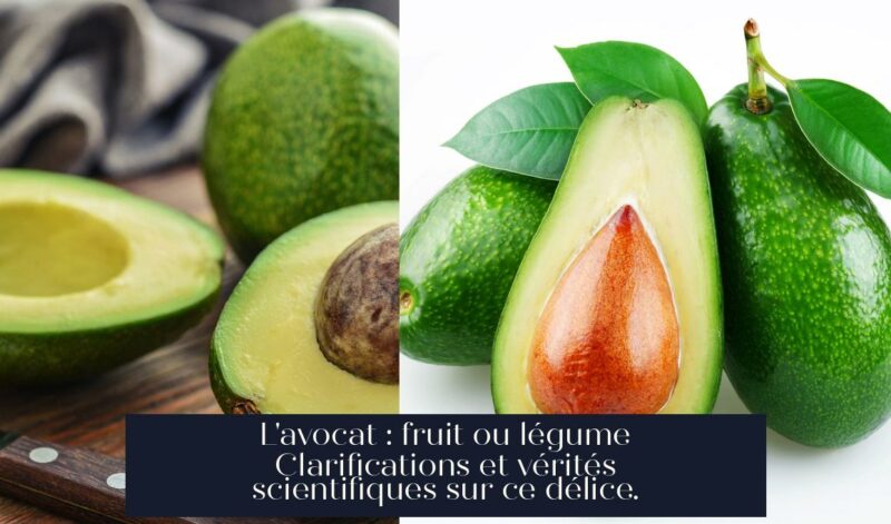 L'avocat : fruit ou légume Clarifications et vérités scientifiques sur ce délice.