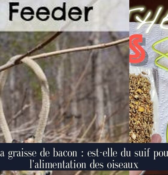 La graisse de bacon : est-elle du suif pour l'alimentation des oiseaux