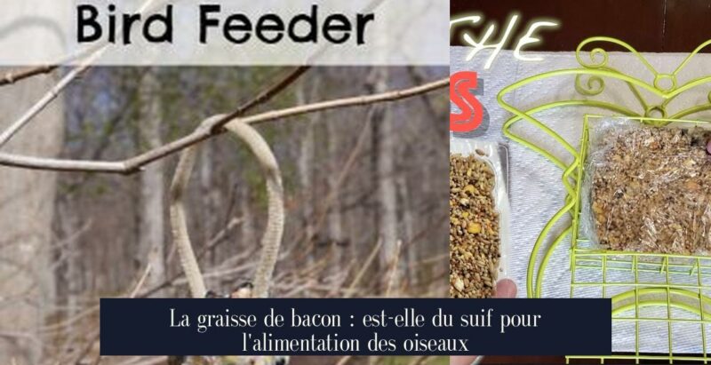 La graisse de bacon : est-elle du suif pour l'alimentation des oiseaux