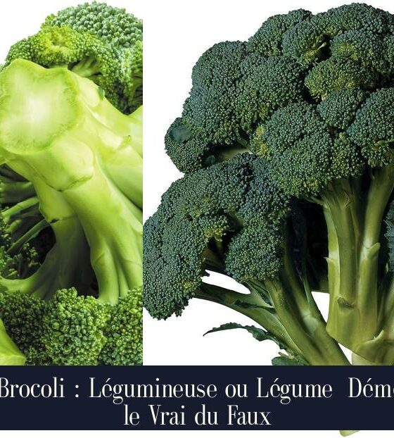 Le Brocoli : Légumineuse ou Légume Démêler le Vrai du Faux