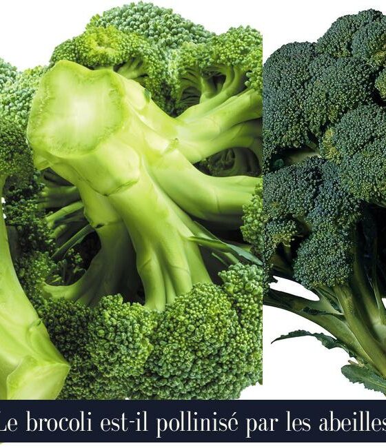 Le brocoli est-il pollinisé par les abeilles
