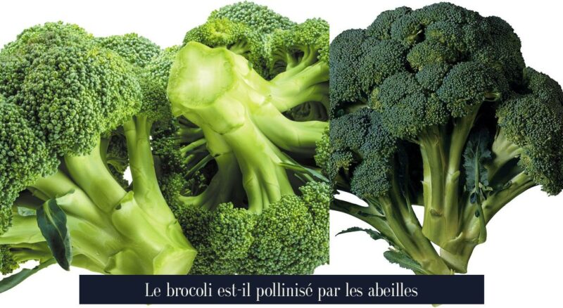 Le brocoli est-il pollinisé par les abeilles