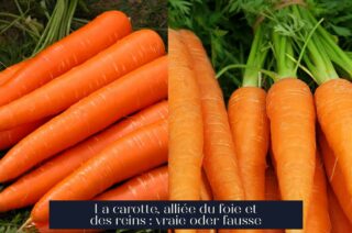 La carotte, alliée du foie et des reins : vraie oder fausse