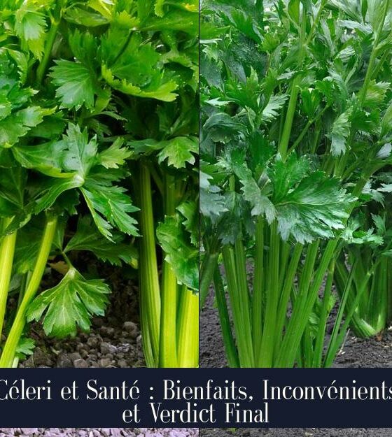 Céleri et Santé : Bienfaits, Inconvénients et Verdict Final