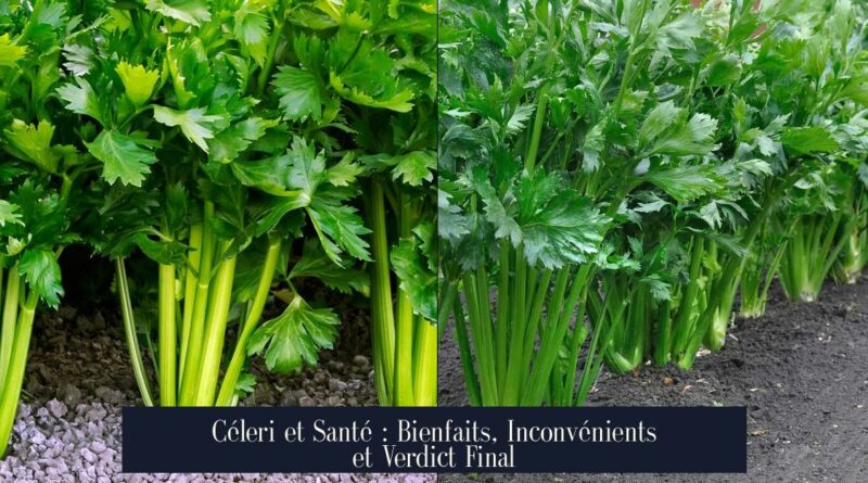 Céleri et Santé : Bienfaits, Inconvénients et Verdict Final