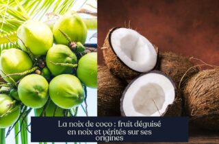 La noix de coco : fruit déguisé en noix et vérités sur ses origines
