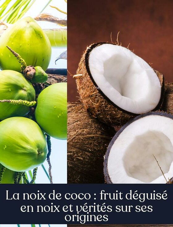 La noix de coco : fruit déguisé en noix et vérités sur ses origines