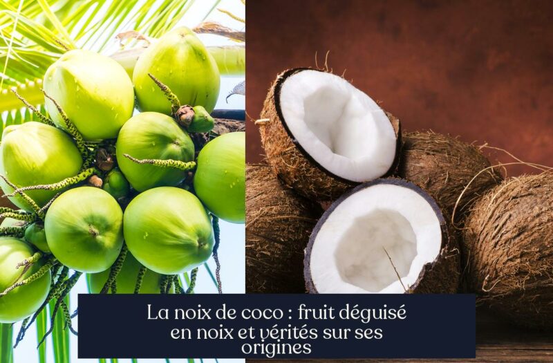 La noix de coco : fruit déguisé en noix et vérités sur ses origines