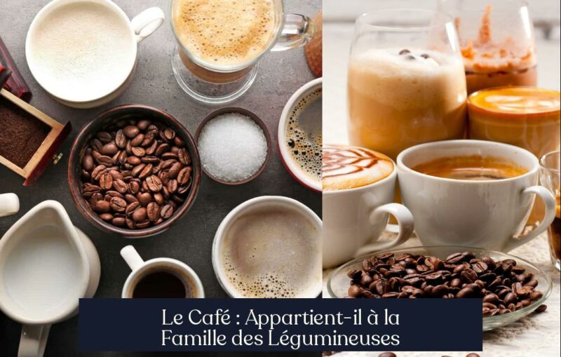 Le Café : Appartient-il à la Famille des Légumineuses