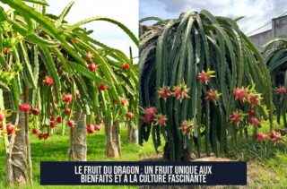 Le fruit du dragon : un fruit unique aux bienfaits et à la culture fascinante