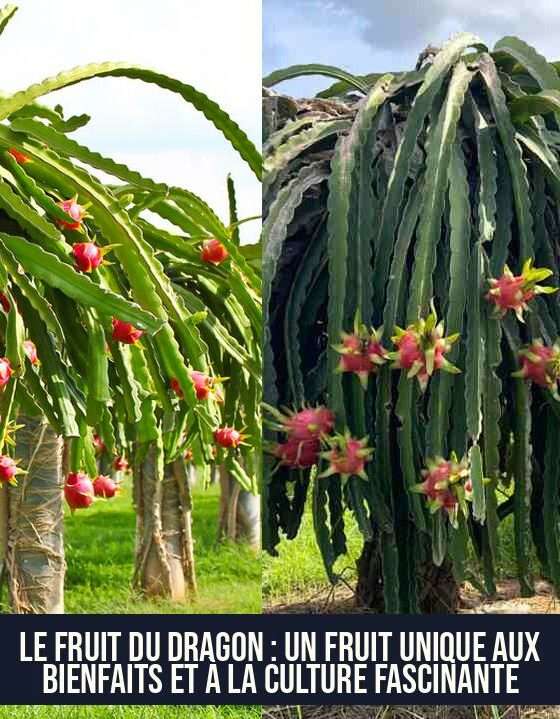 Le fruit du dragon : un fruit unique aux bienfaits et à la culture fascinante