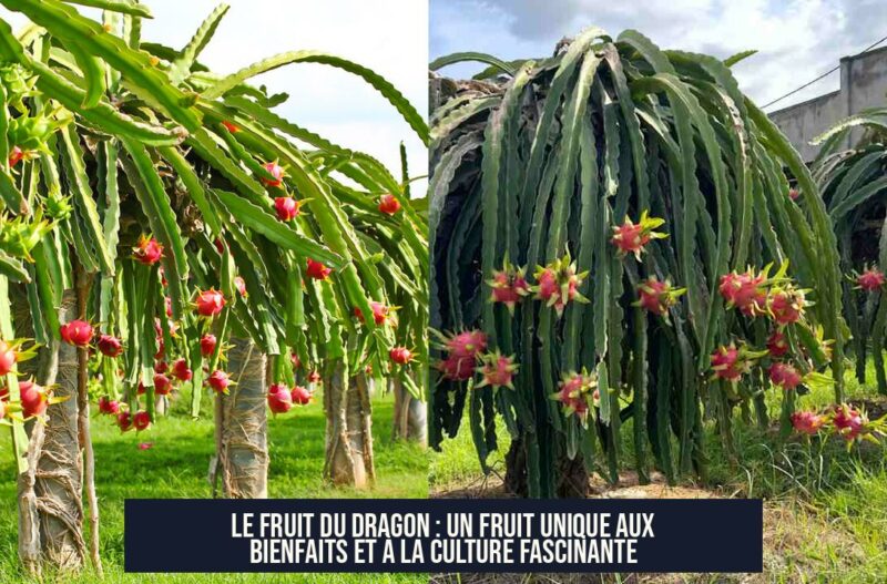 Le fruit du dragon : un fruit unique aux bienfaits et à la culture fascinante