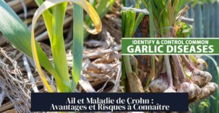 Ail et Maladie de Crohn : Avantages et Risques à Connaître