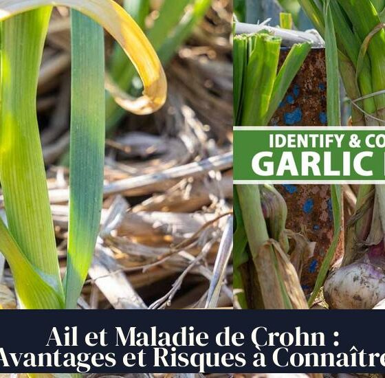 Ail et Maladie de Crohn : Avantages et Risques à Connaître