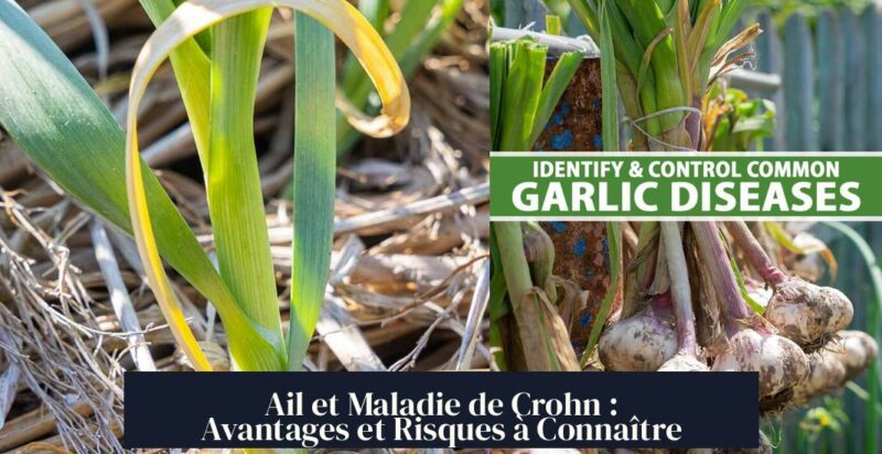 Ail et Maladie de Crohn : Avantages et Risques à Connaître