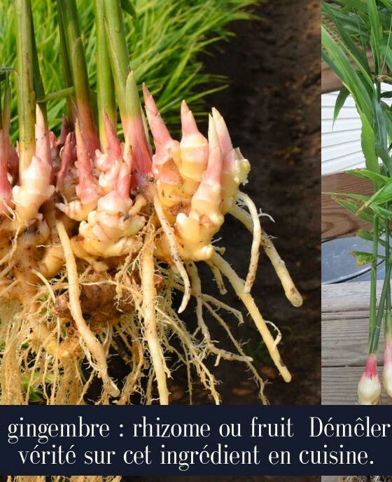 Le gingembre : rhizome ou fruit Démêler la vérité sur cet ingrédient en cuisine.