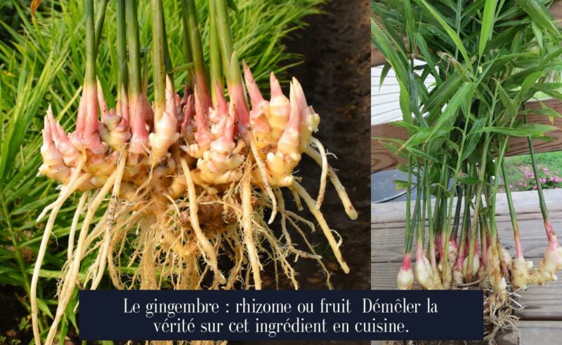 Le gingembre : rhizome ou fruit Démêler la vérité sur cet ingrédient en cuisine.