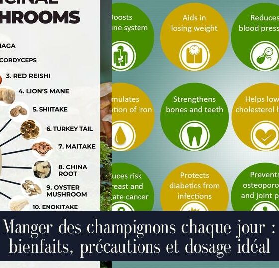 Manger des champignons chaque jour : bienfaits, précautions et dosage idéal