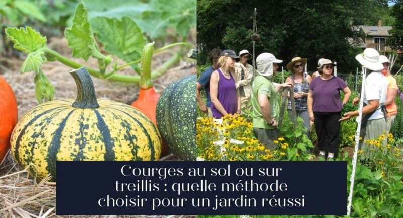 Courges au sol ou sur treillis : quelle méthode choisir pour un jardin réussi