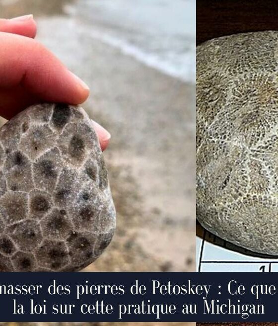 Ramasser des pierres de Petoskey : Ce que dit la loi sur cette pratique au Michigan