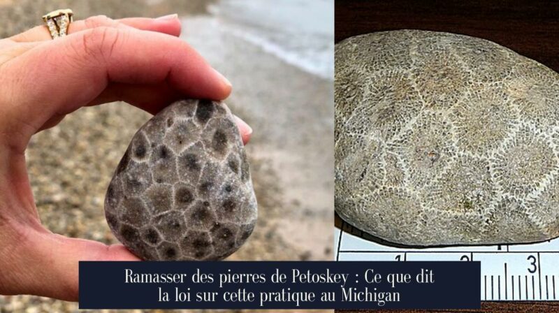 Ramasser des pierres de Petoskey : Ce que dit la loi sur cette pratique au Michigan