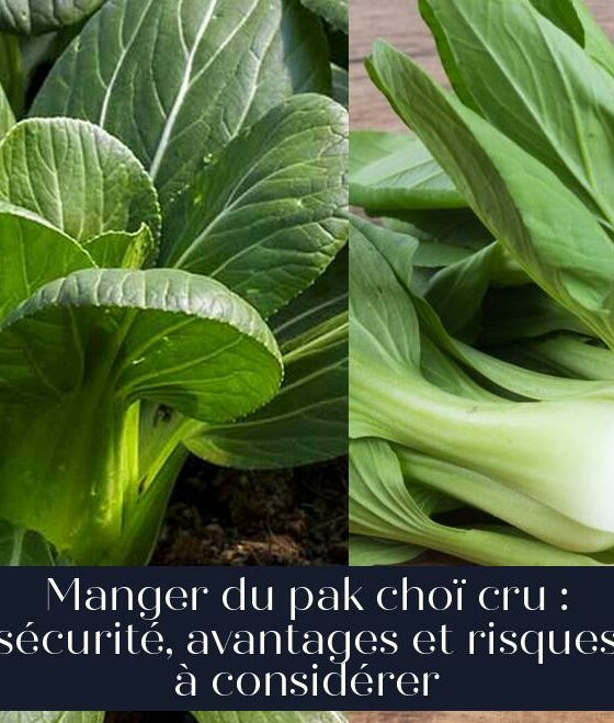 Manger du pak choï cru : sécurité, avantages et risques à considérer